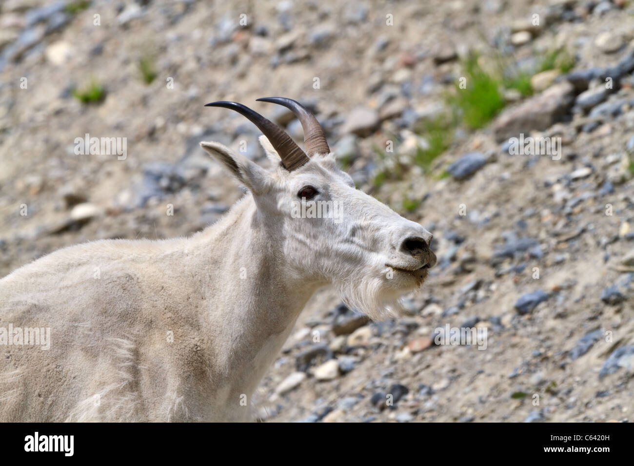 La Chèvre de montagne Oreamnos americanus,, Le Parc National de Kootenay, en Colombie-Britannique. Banque D'Images