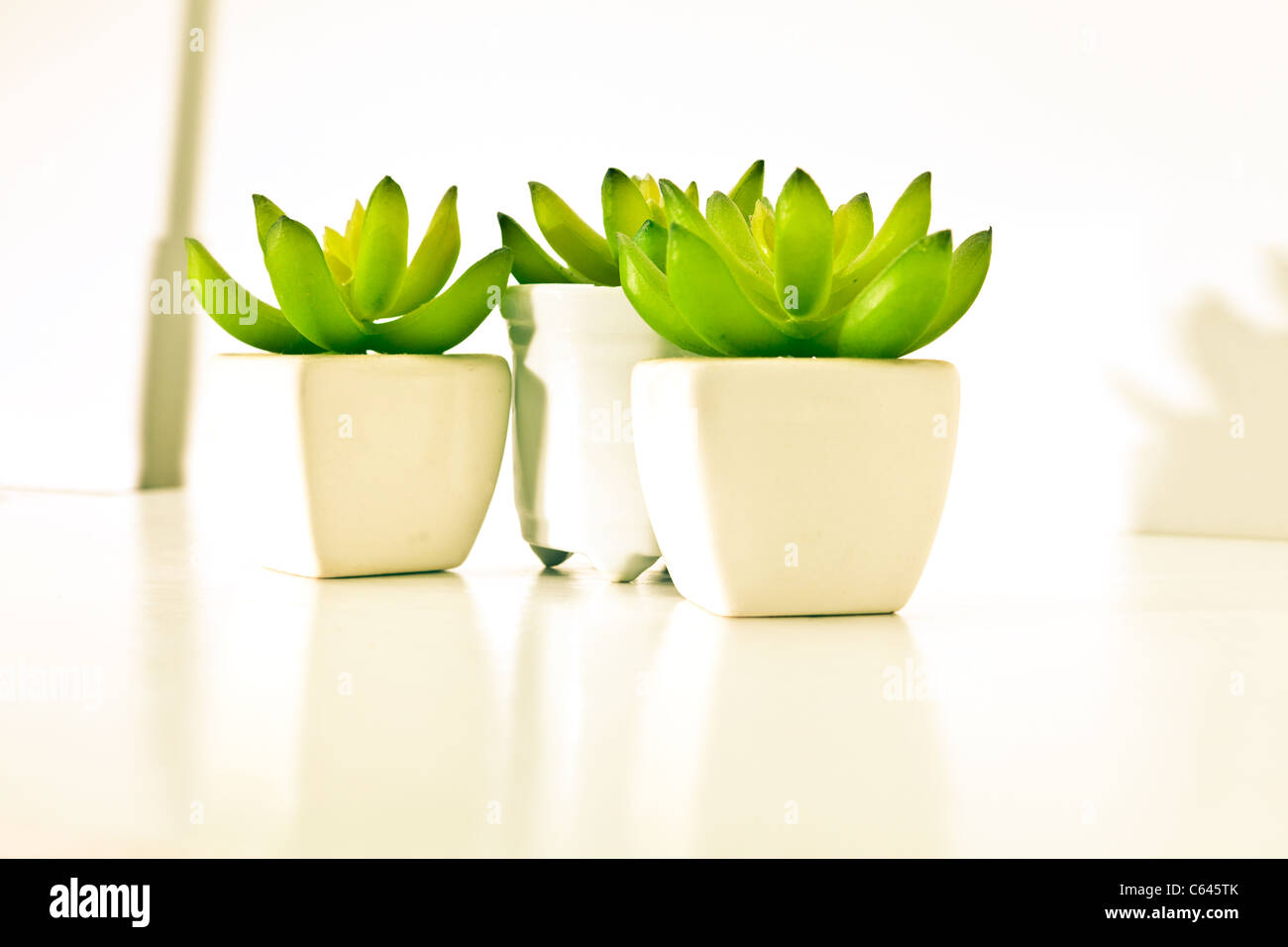 Un groupe de petites plantes décoratives Banque D'Images