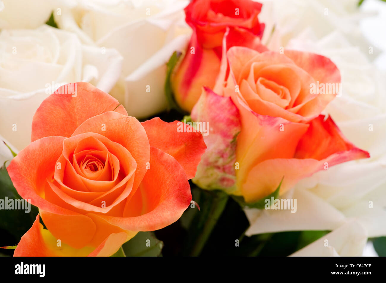 Objet sur blanc - rose orange close up Banque D'Images