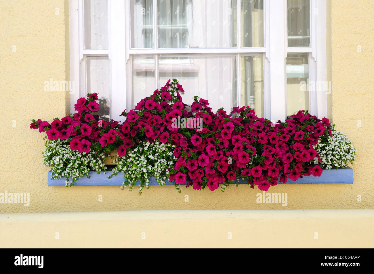 Boîte à fleurs fenêtre .Pétunia Appledore North Devon. Banque D'Images