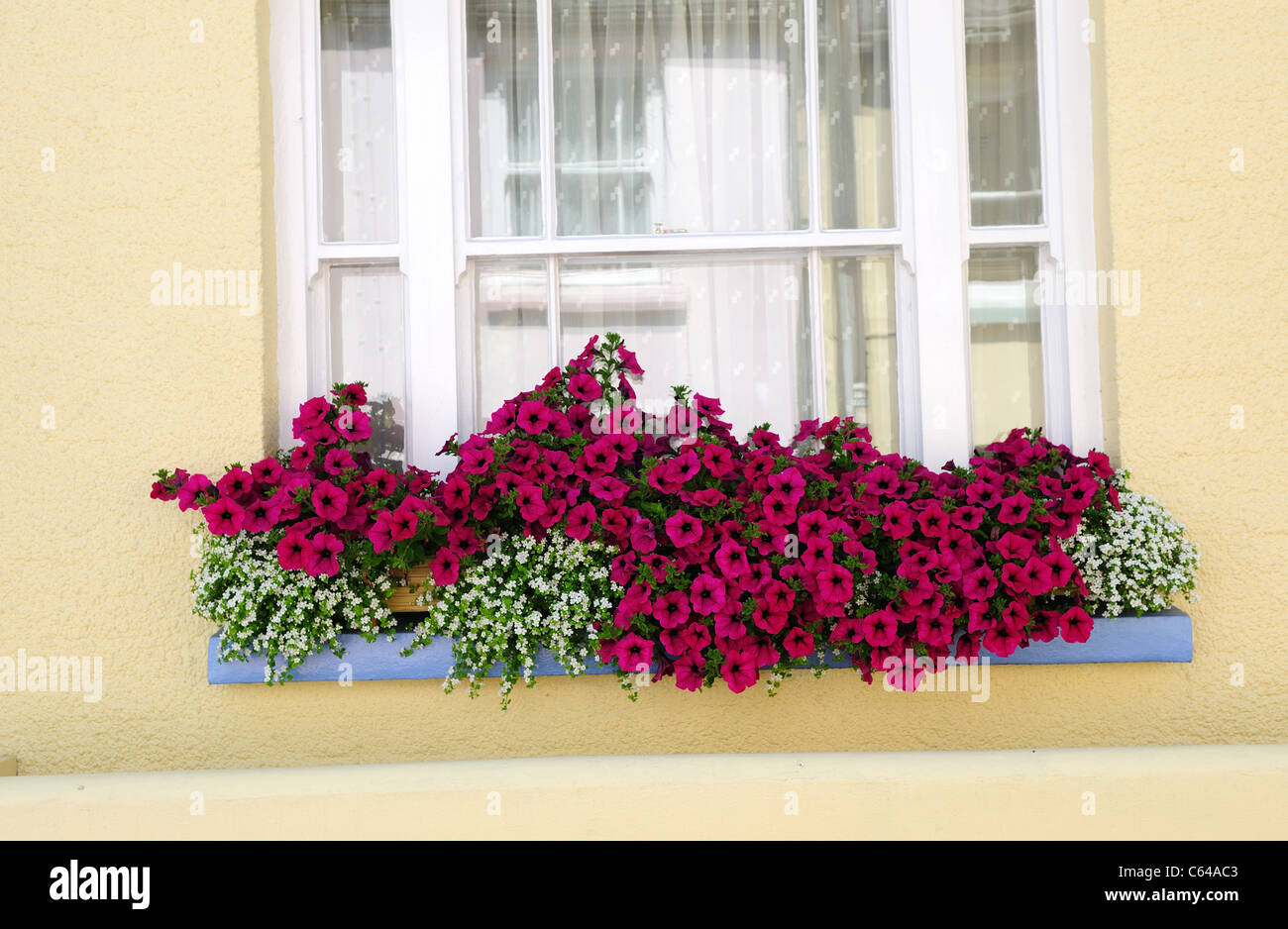Boîte à fleurs fenêtre .Pétunia Appledore North Devon. Banque D'Images