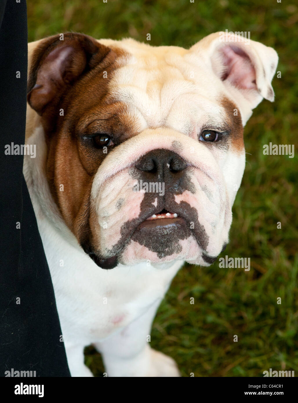 Bulldog anglais portrait. Banque D'Images