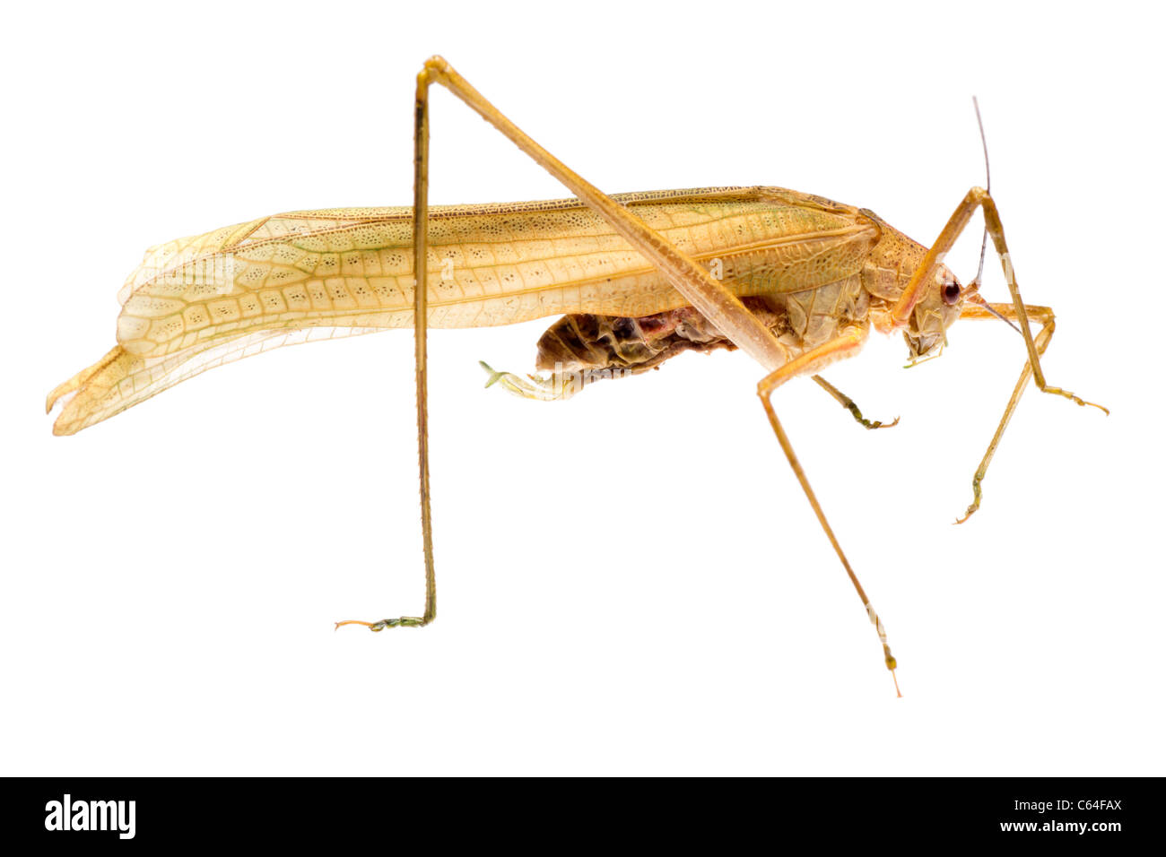 Katydid insectes isolated on white Banque D'Images