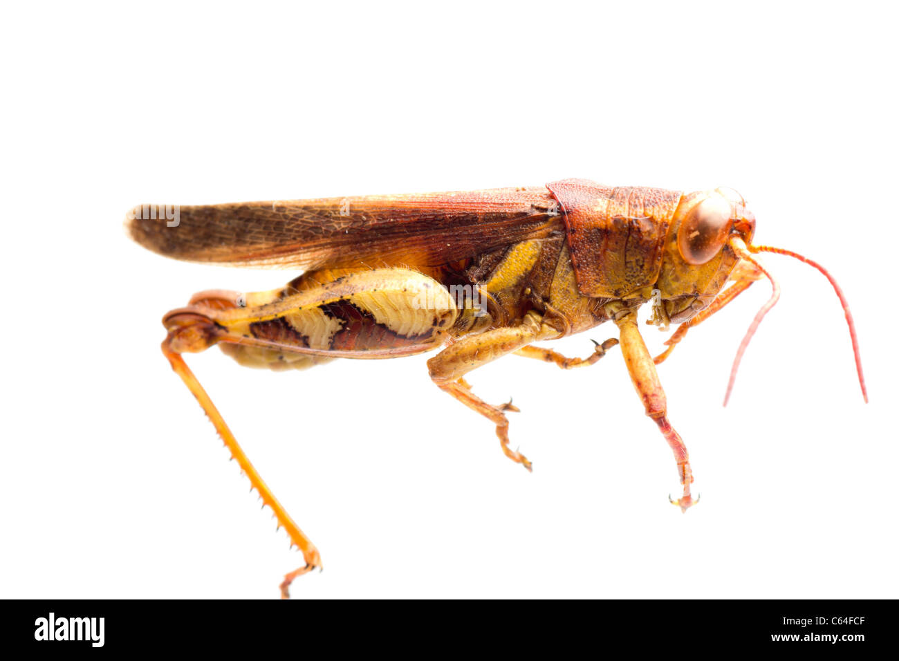 Criquet sauterelle insecte ravageur isolated on white Banque D'Images