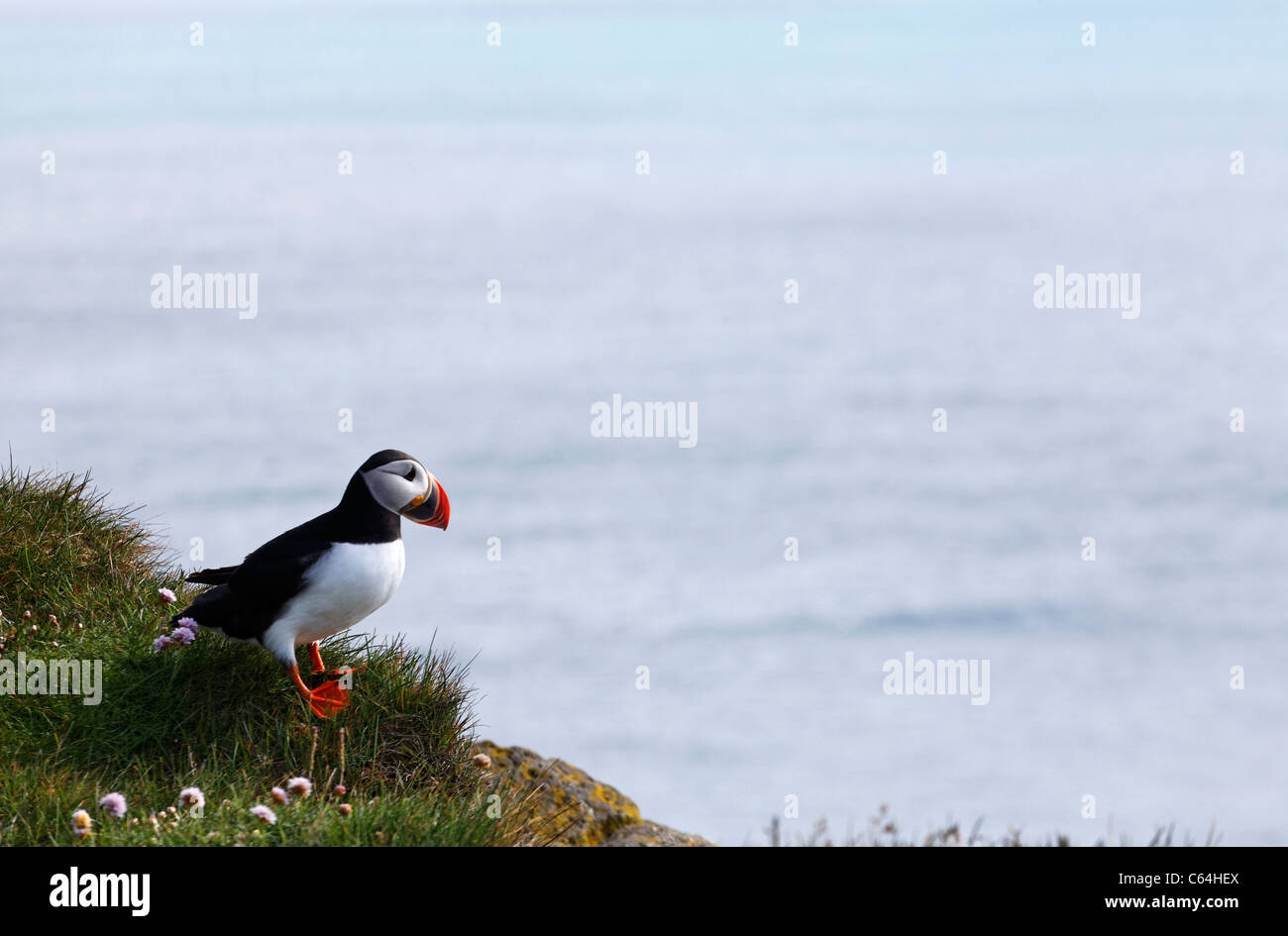 Macareux moine à Latrabjarg, Islande, Fjords de l'Ouest Banque D'Images