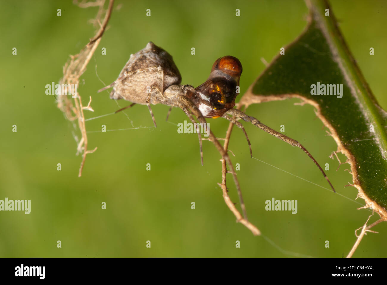 Proie araignée insecte macro shot Banque D'Images