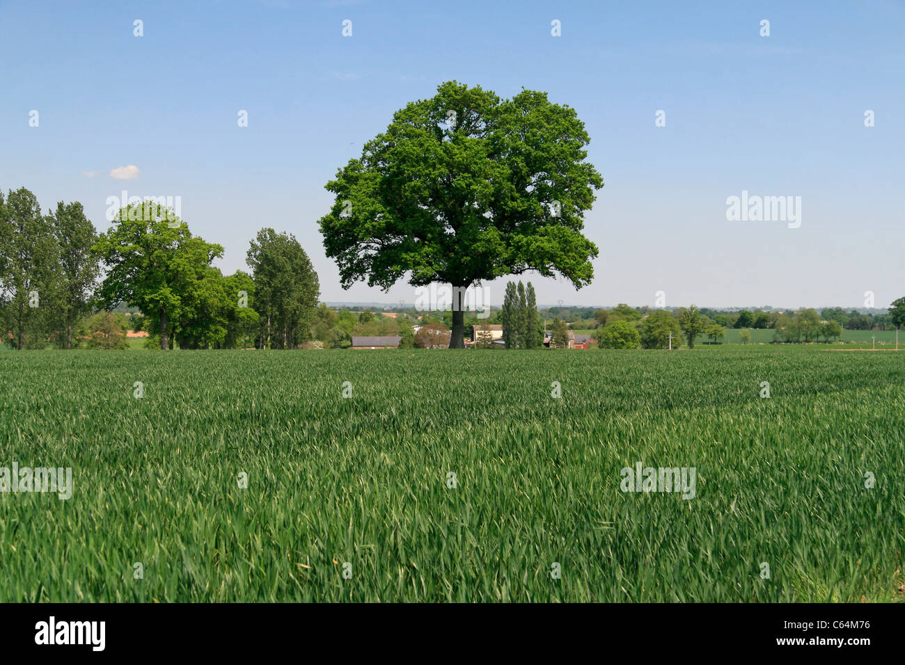 Un chêne dans un champ de blé vert au printemps (au nord de la Mayenne, pays de la Loire, France, Europe). Banque D'Images Un chêne dans un champ de blé vert au printemps (au nord de la Mayenne, pays de la Loire, France, Europe). Banque D'Images