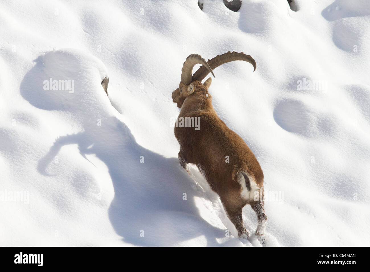 Bouquetin des Alpes dans la neige Banque D'Images