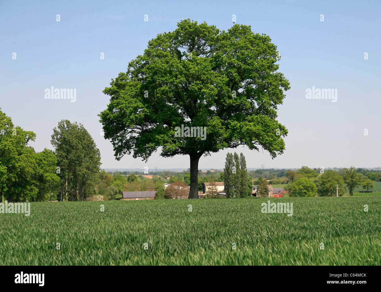 Un chêne dans un champ de blé vert au printemps (au nord de la Mayenne, pays de la Loire, France, Europe). Banque D'Images Un chêne dans un champ de blé vert au printemps (au nord de la Mayenne, pays de la Loire, France, Europe). Banque D'Images