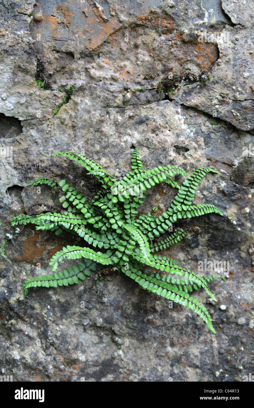 Maidenhair Spleenwort croissant dans une paroi rocheuse, UK Banque D'Images