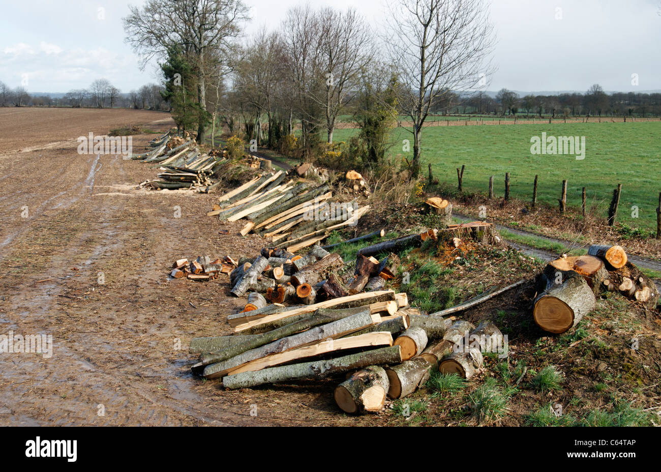 La coupe des arbres dans la couverture, la création de poteaux en bois pour les clôtures des champs. Banque D'Images