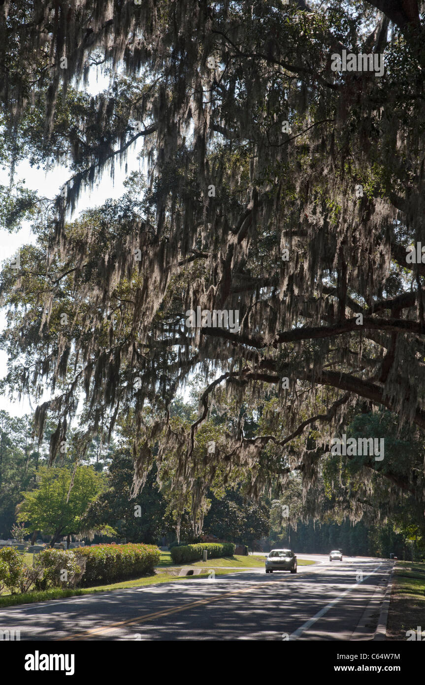 Route bordée d'arbre de chêne par cemetery Alachua Florida Banque D'Images