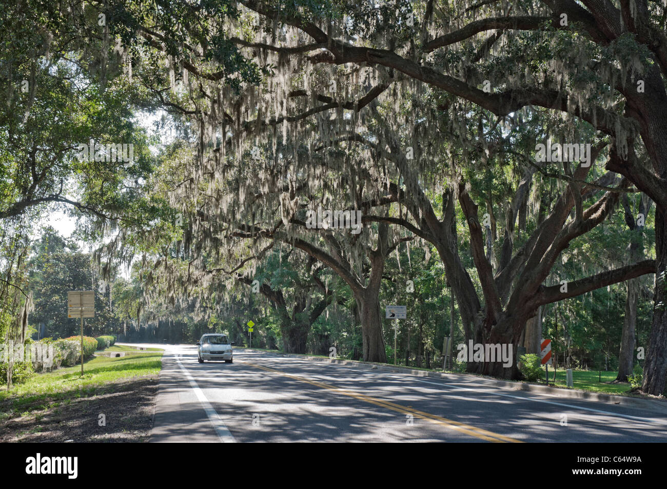 Route bordée d'arbre de chêne par cemetery Alachua Florida Banque D'Images