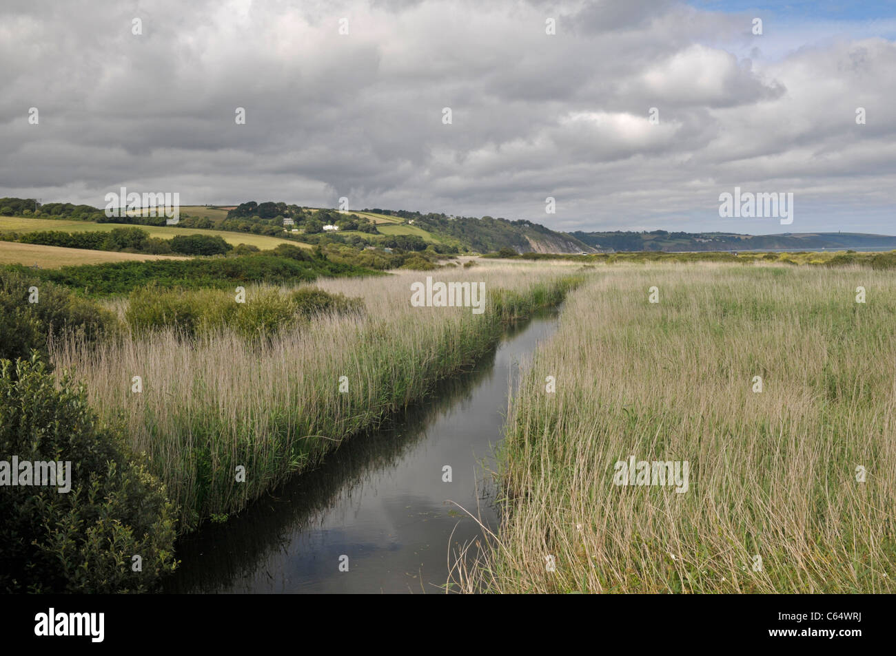 Roseaux (Phragmites australis). Lieu non identifié, Devon, Angleterre Banque D'Images