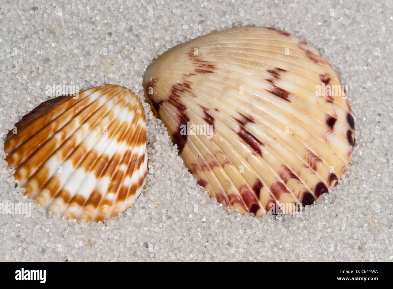 Close up exemple de Cockle Shell sur le sable Banque D'Images