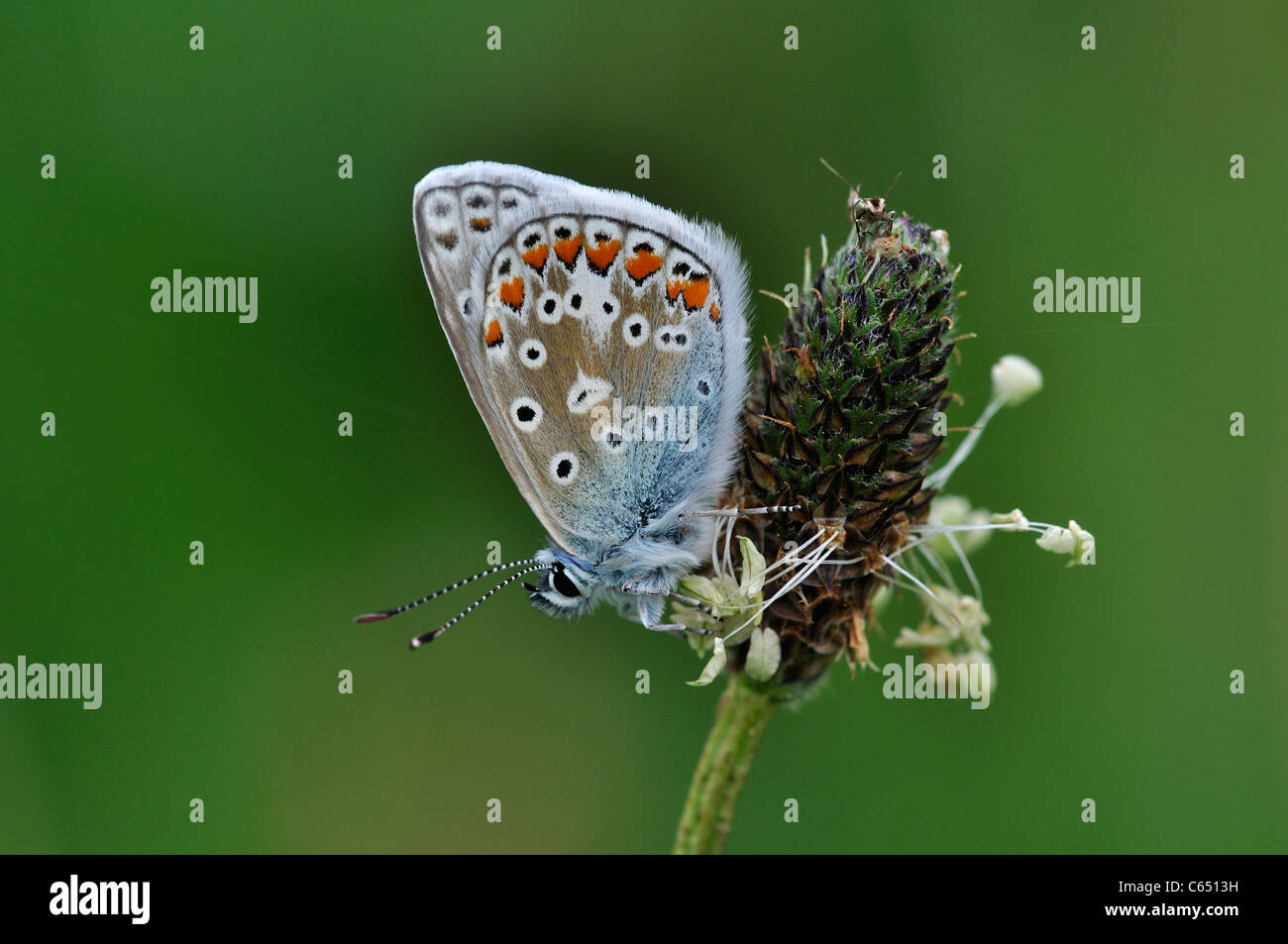 Papillon bleu commun (Polyommatus icarus) au repos sur plantain lancéole Banque D'Images