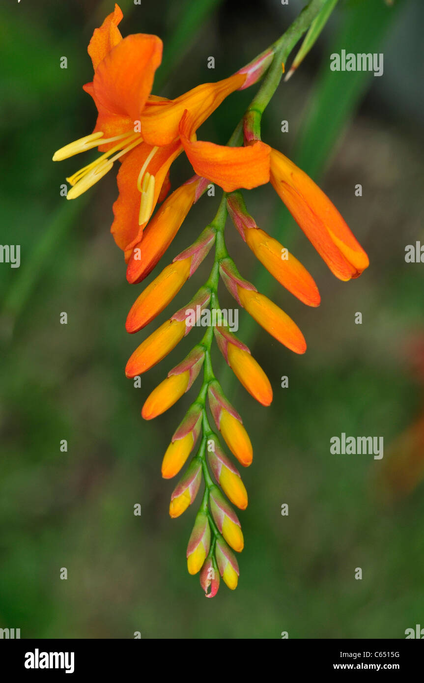 La fleur d'une orange en format portrait montbretia UK Banque D'Images
