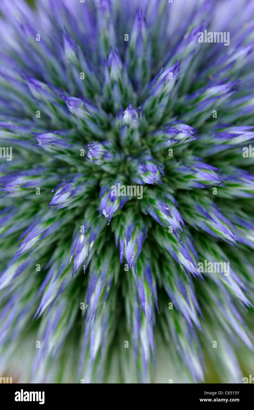 Une fleur bleu echinops en close-up dans un jardin de campagne anglaise UK Banque D'Images