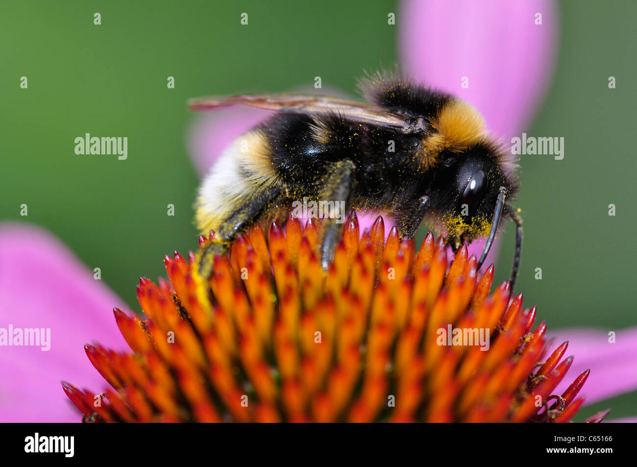 Un bourdon sur une fleur echinacea purpurea dans un jardin de campagne anglaise UK Banque D'Images