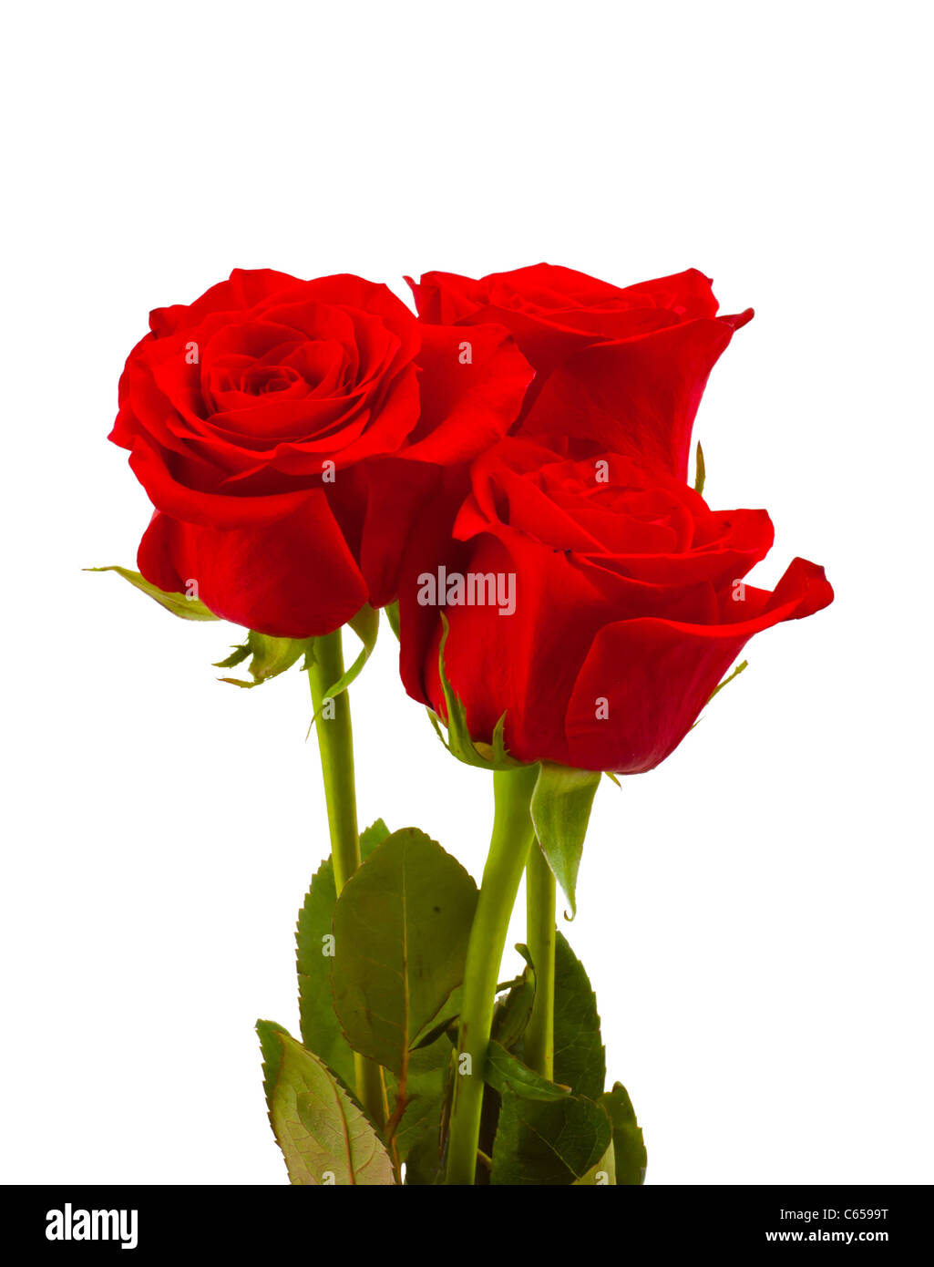 Gros plan sur une des roses rouges Banque D'Images