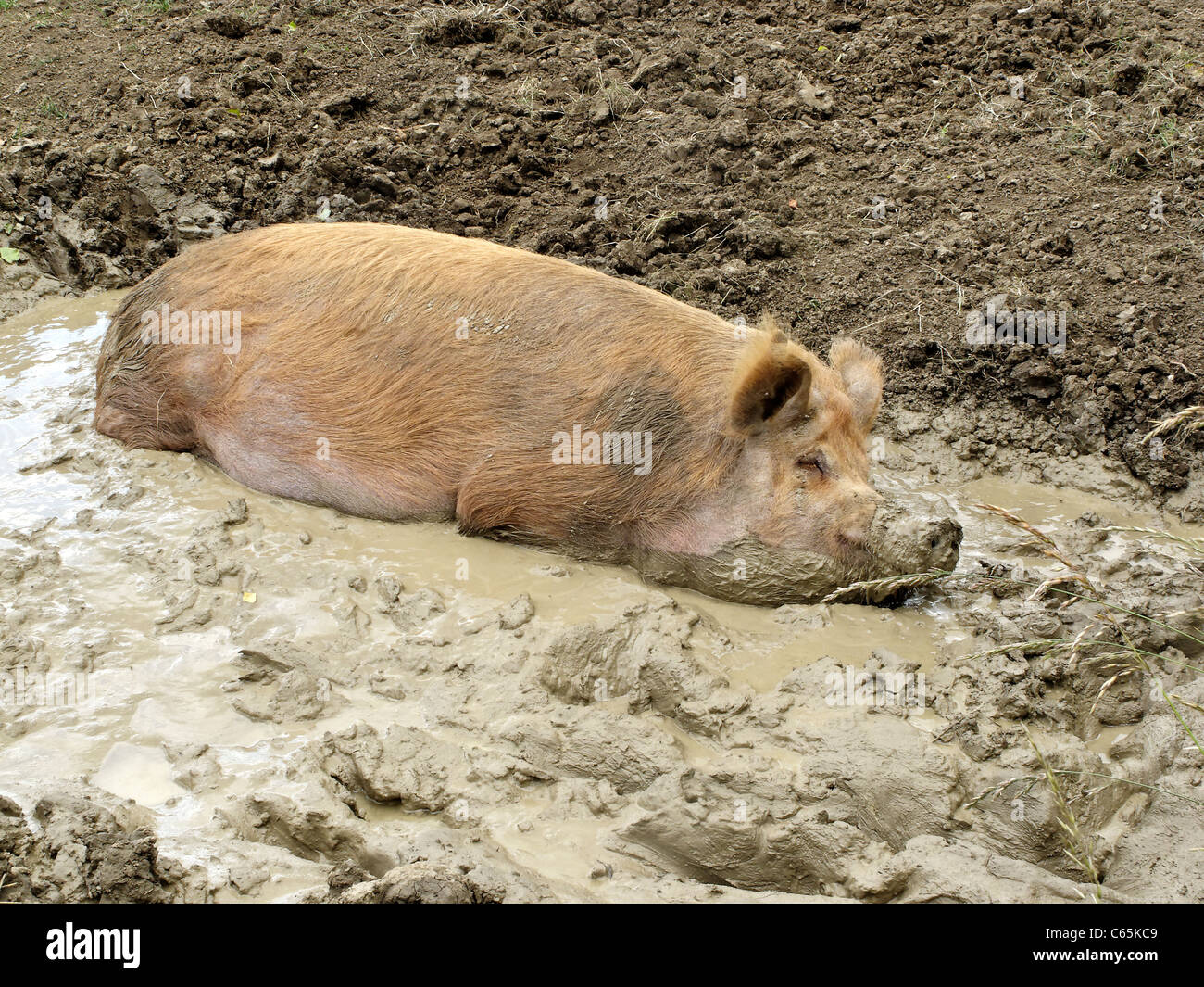 Porc domestique, seul animal au repos dans la boue, Midlands, Juin 2011 Banque D'Images