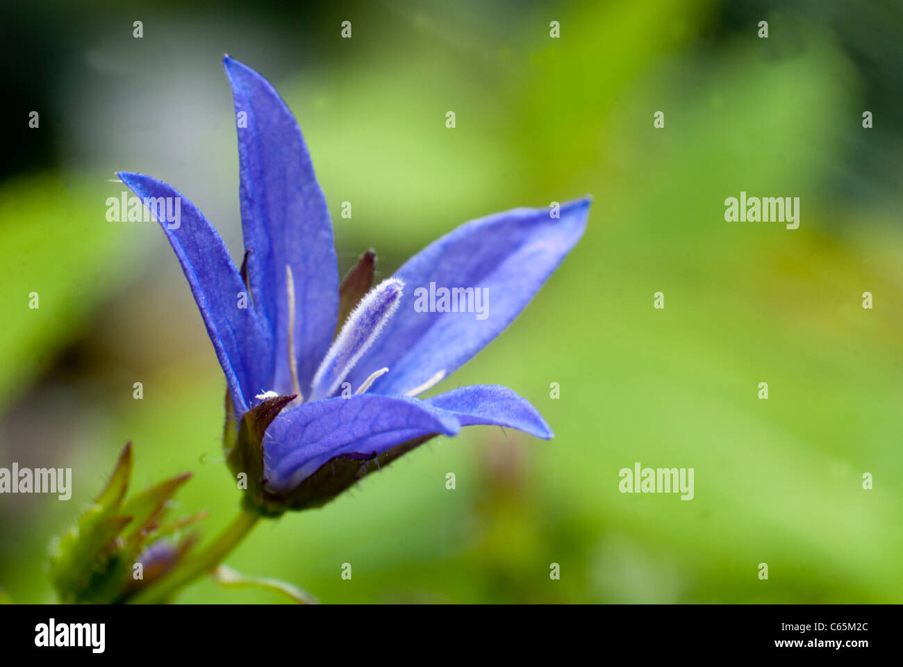 Campanula poscharskyana capitule. Banque D'Images