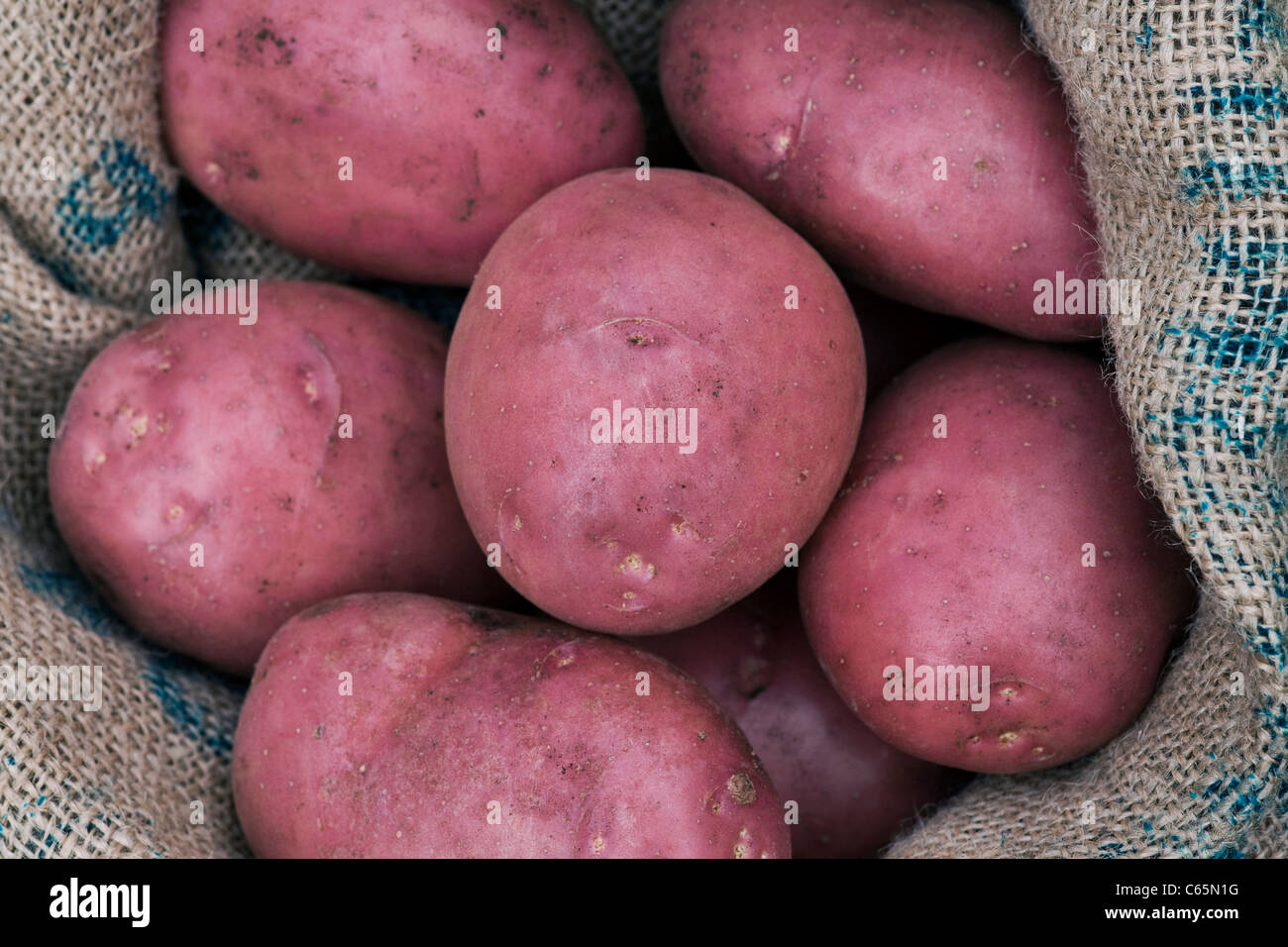 Solanum tuberosum variété Amorosa. Amorosa de pommes de terre dans un sac  en toile de jute Photo Stock - Alamy