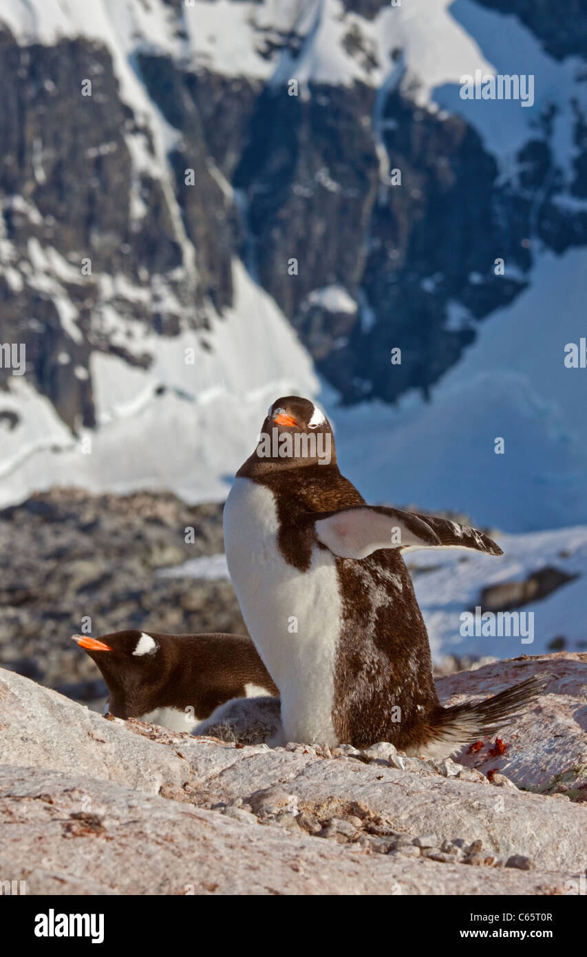 Manchots Papous (Pygoscelis papua), Port Lockroy, Péninsule Antarctique Banque D'Images