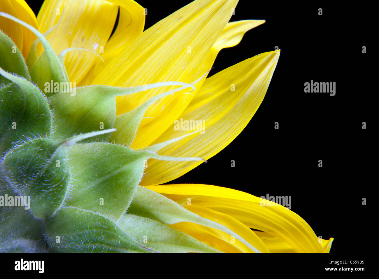 Macro de tournesol sur fond noir Banque D'Images