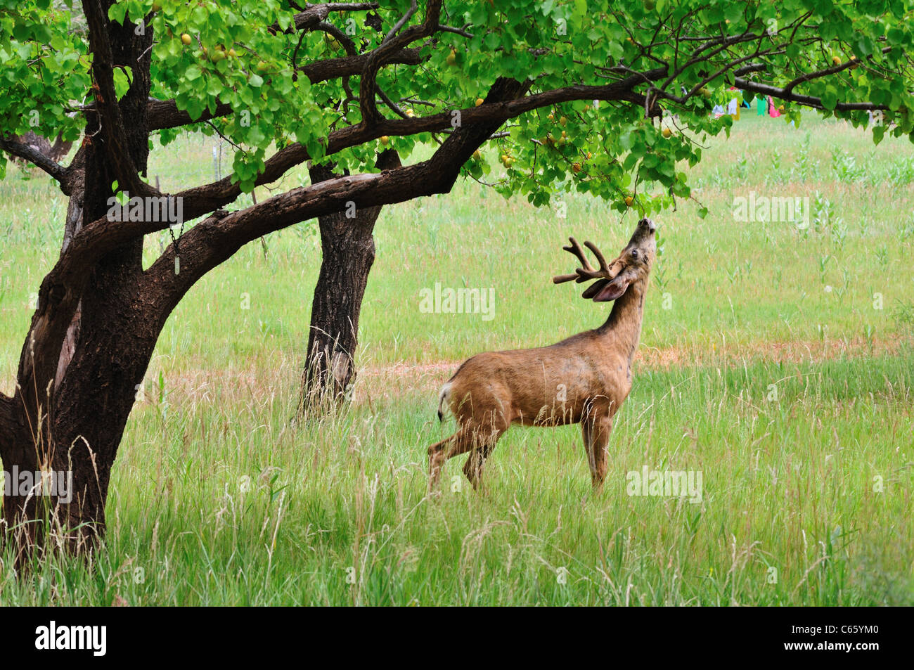 Un cerf mâle tente de piège de fruits un arbre dans un verger Fruita dans Capitol Reef National Park Banque D'Images