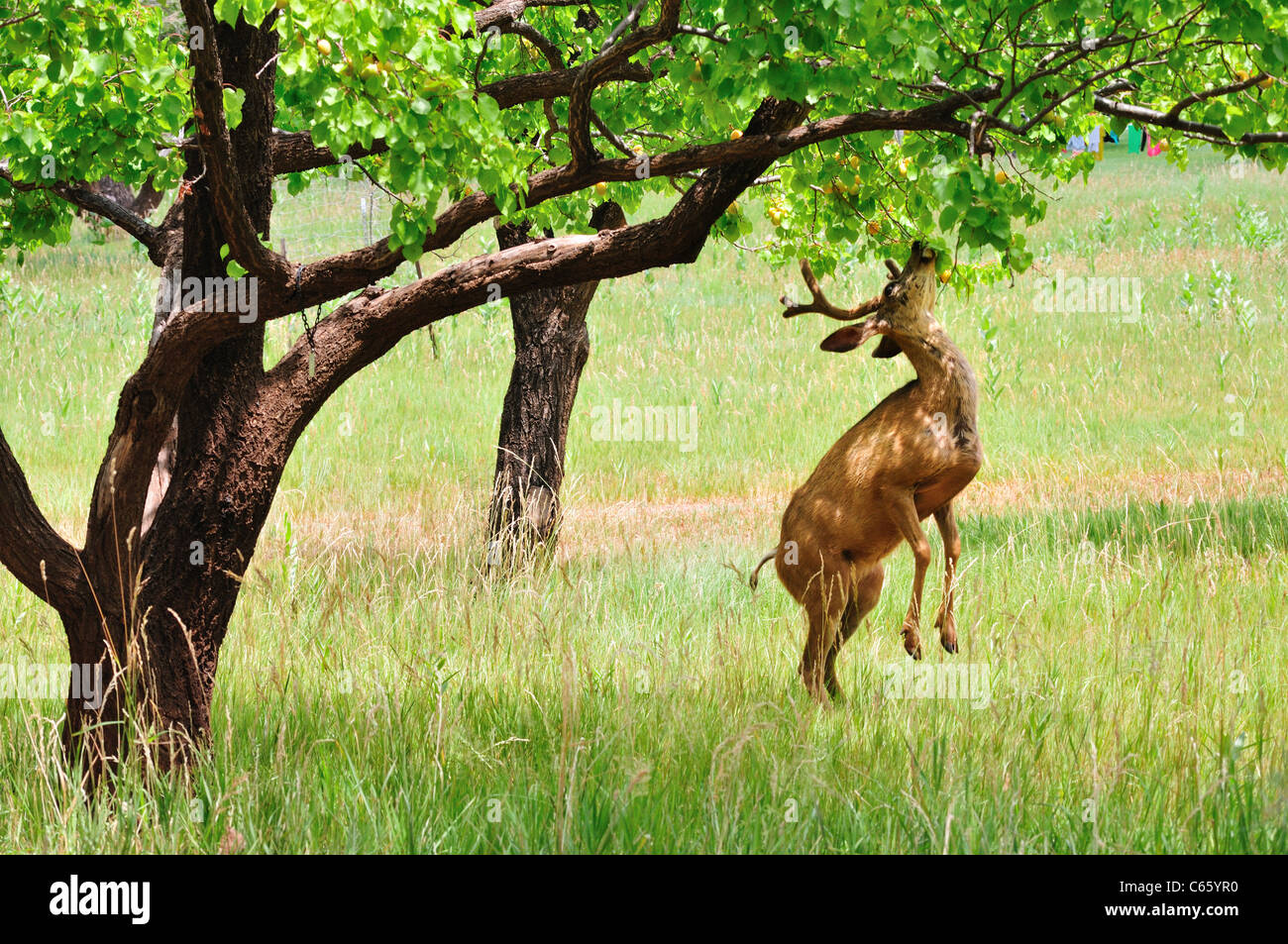 Un cerf mâle tente de piège de fruits un arbre dans un verger Fruita dans Capitol Reef National Park Banque D'Images