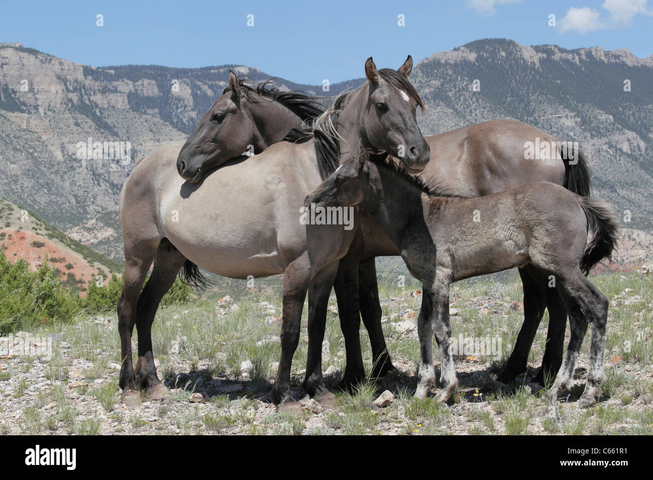 Cheval sauvage (Equus caballus), entassés, Pryor Mountains Banque D'Images