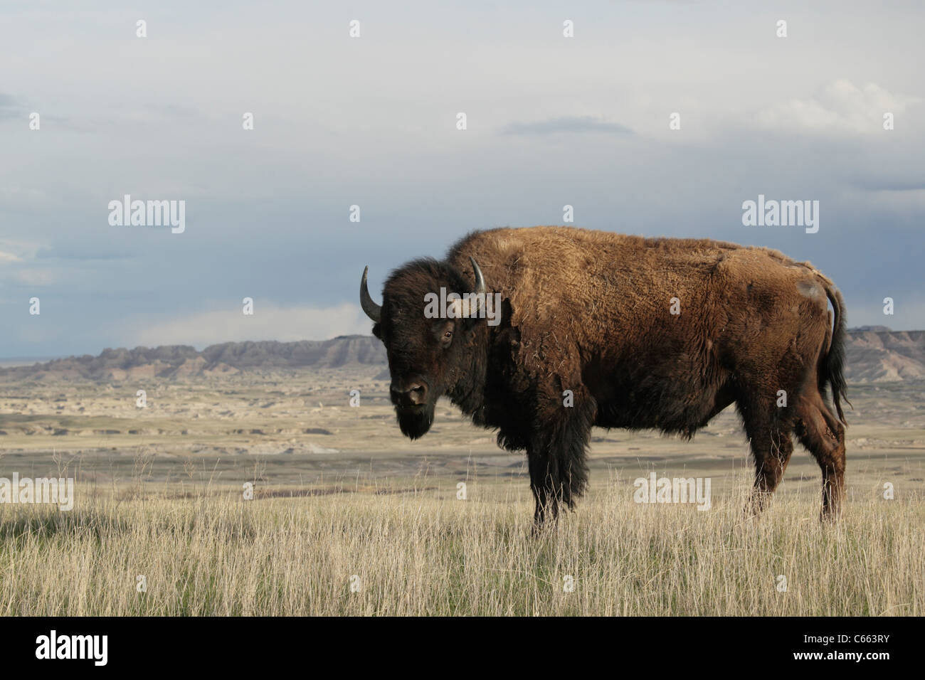 Le bison d'Amérique (Bison bison), Badlands National Park Banque D'Images