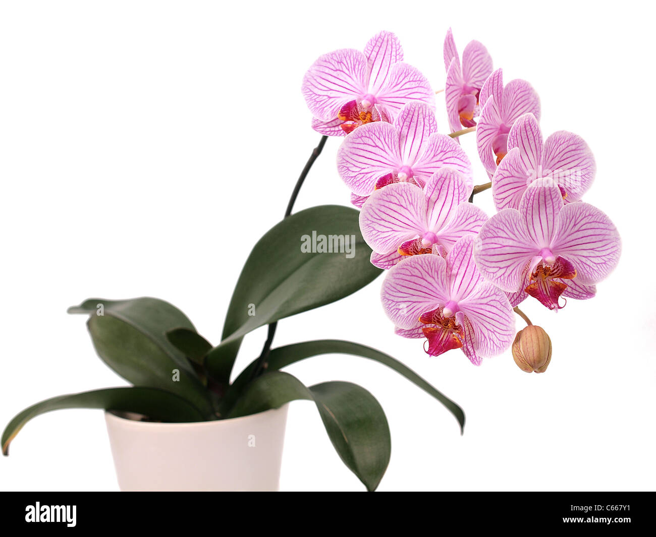 Fleur d’orchidée Banque D'Images
