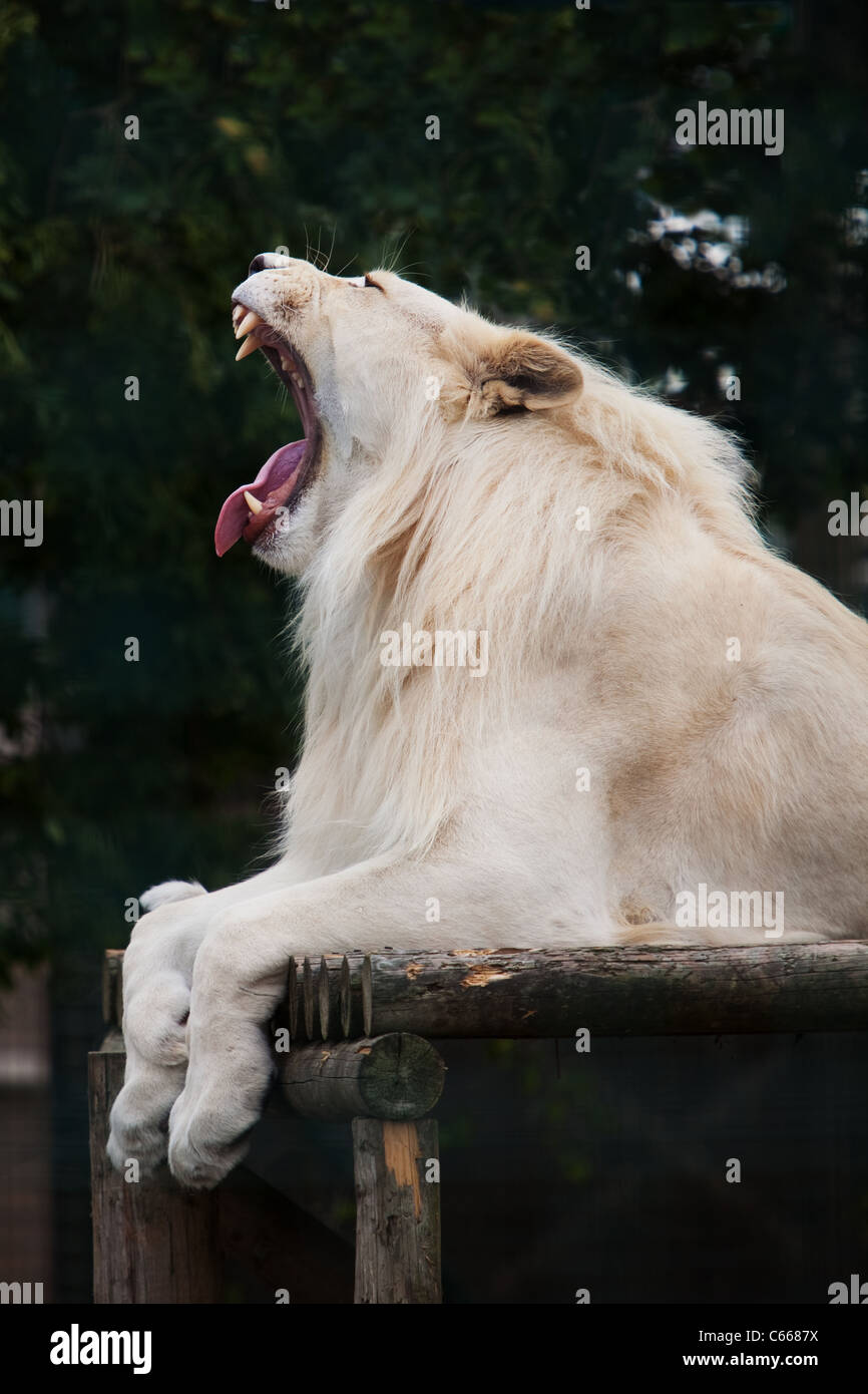 C'est une photographie de Themba le lion d'Afrique, prises à la faune, la Fondation du patrimoine de Fakenham. Banque D'Images