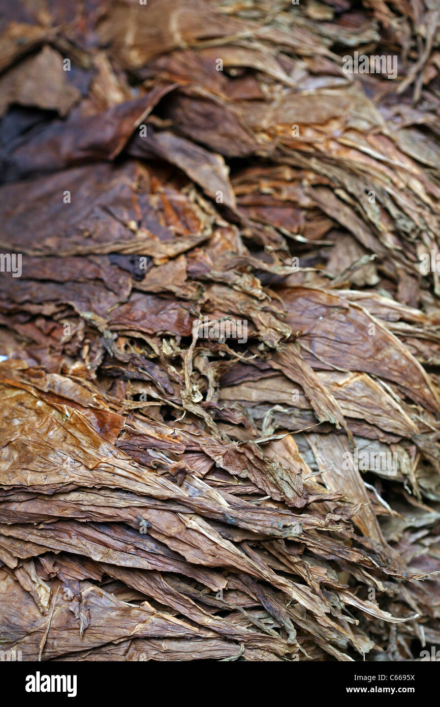Les feuilles de tabac séchées prêt à être intégré dans les cigares (puros), à l'une des nombreuses fabriques de cigares dans la ville Banque D'Images