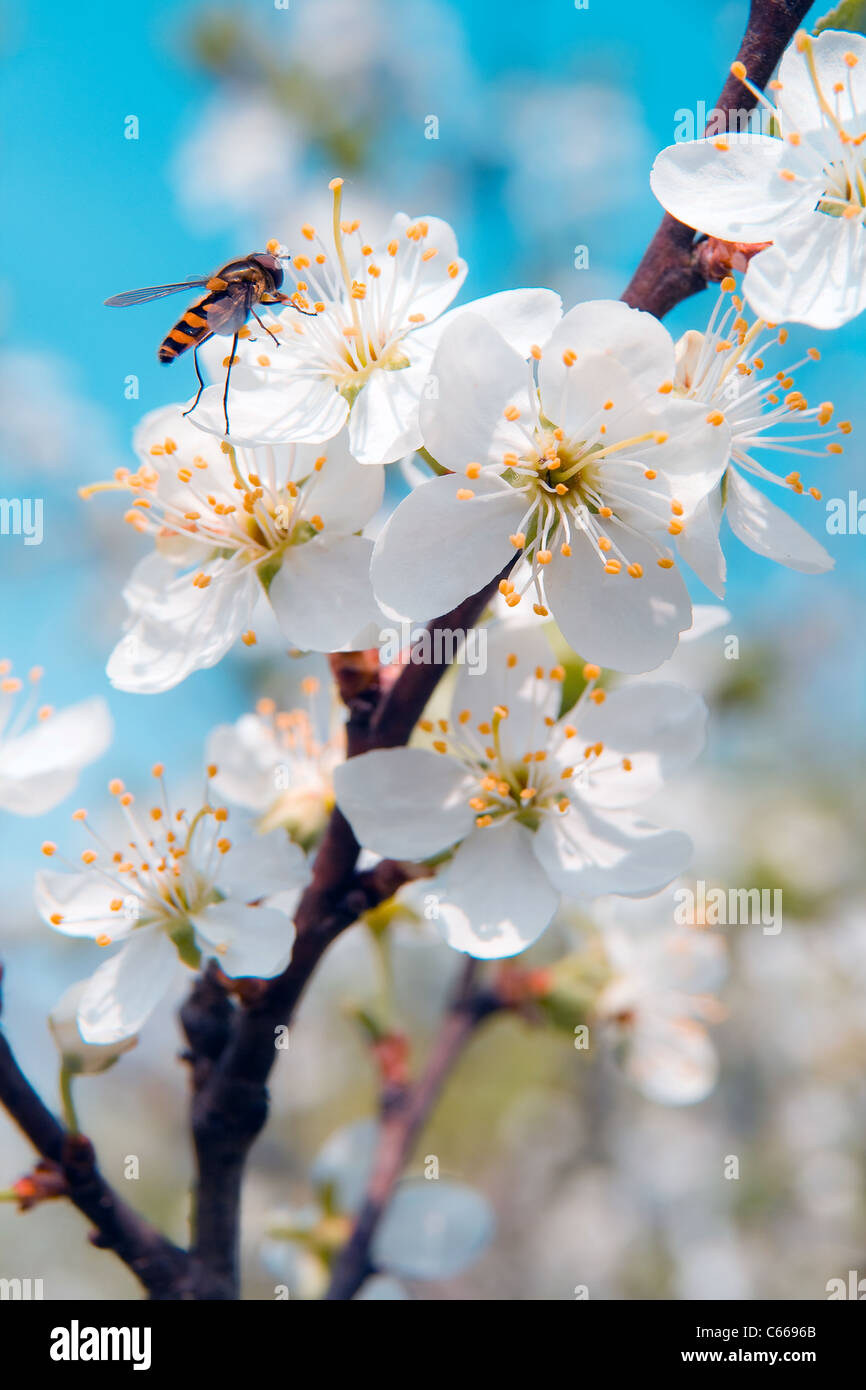 Fleurs de cerisier sur Branch. Banque D'Images