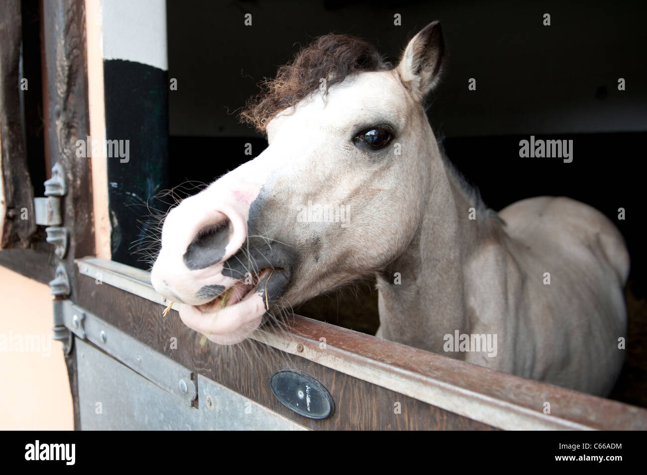 Cheval poney blanc avec la tête en dehors de la porte stable Banque D'Images