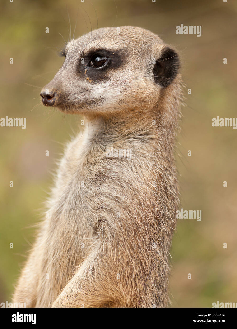 Portrait Meerkat Banque D'Images