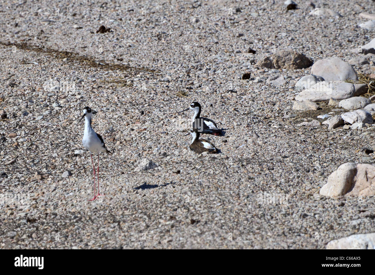 Échasse, Himantopus mexicanus. Trois'échasses sur une plage de galets. Banque D'Images