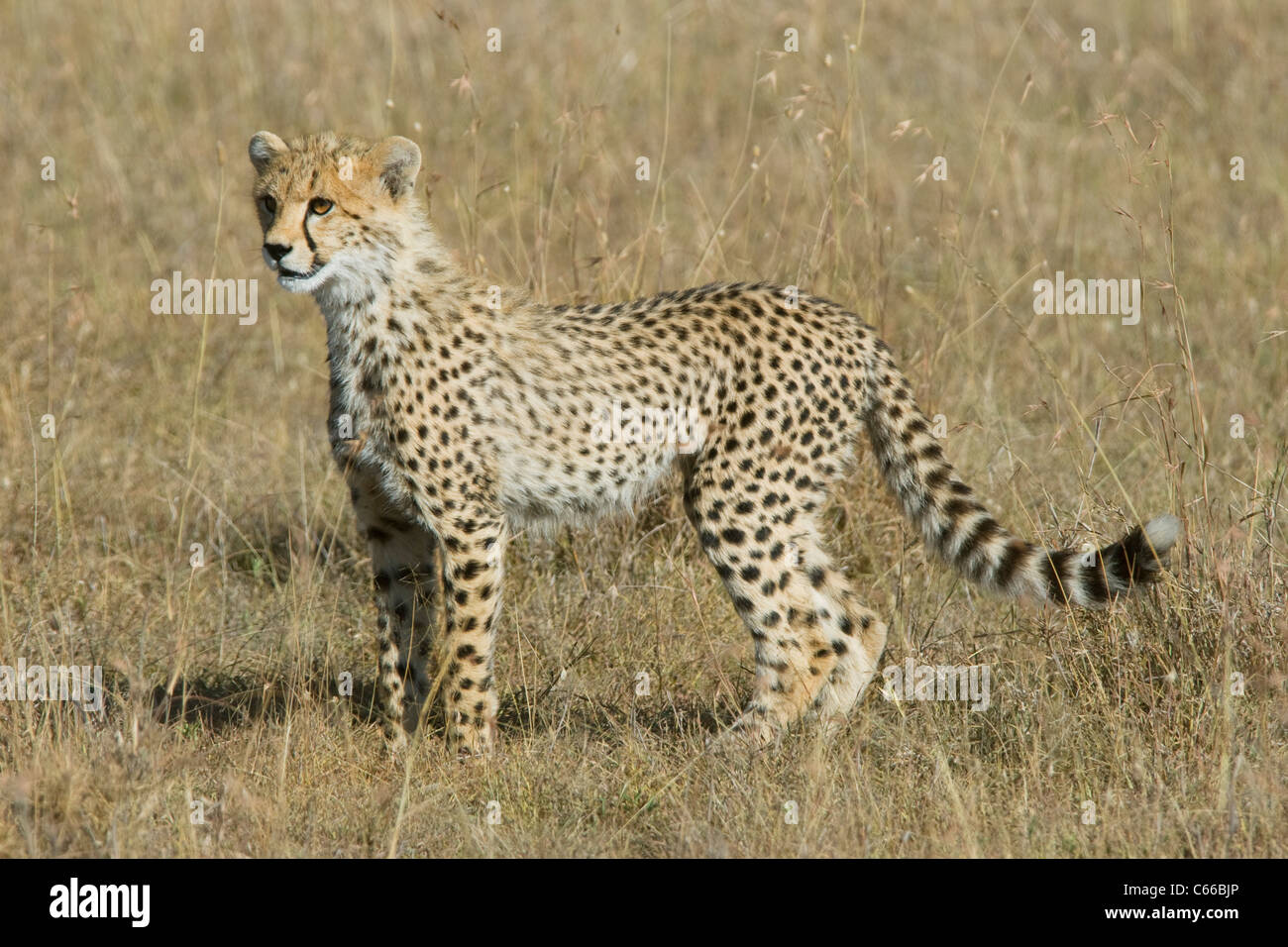 Le Guépard (Acinonyx jubatus) cub, Masai Mara, Kenya Banque D'Images