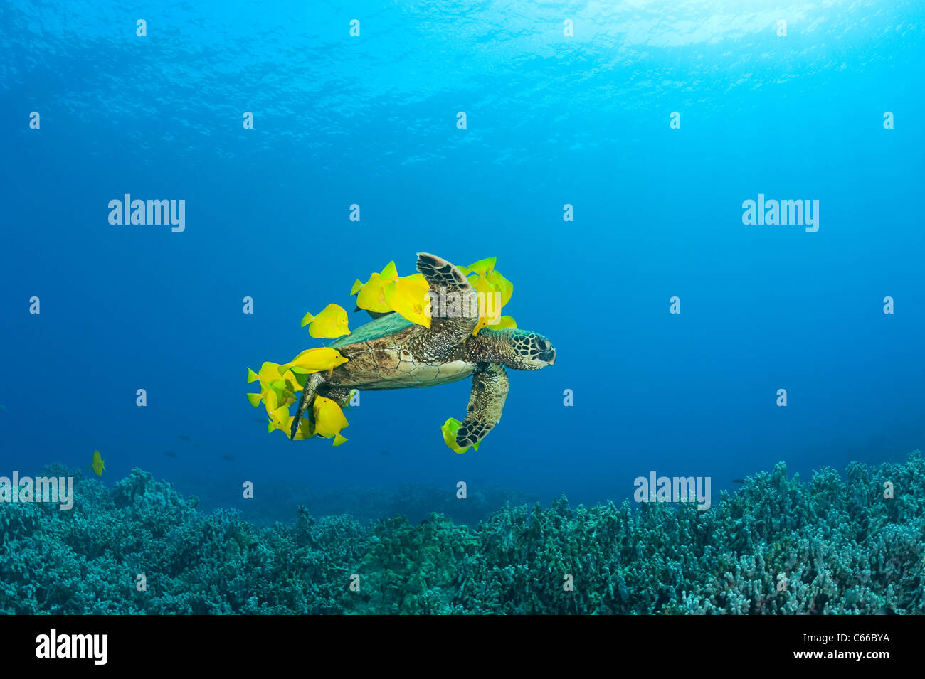 Tortue de mer verte en cours de nettoyage des algues par tang jaune poisson chirurgien à la station de nettoyage, Puako, Kona, Hawaii ( Océan Pacifique ) Banque D'Images