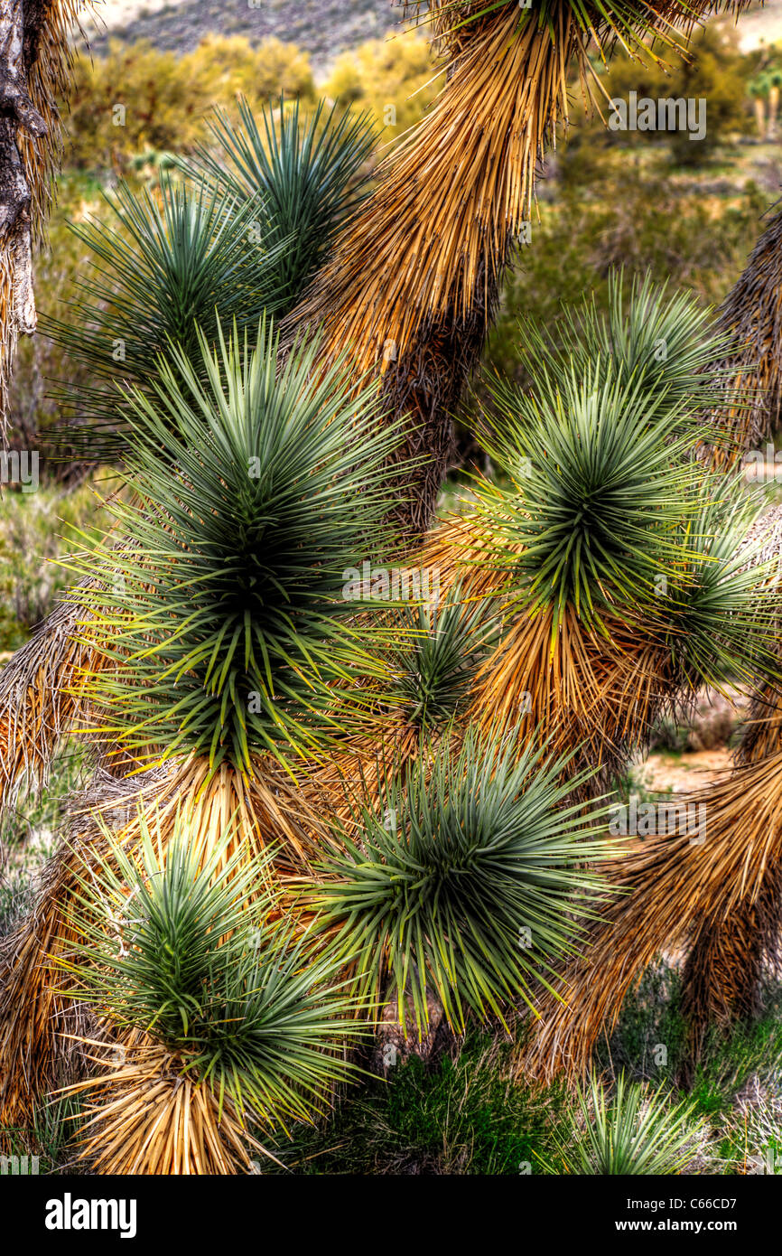 Le Joshua Tree, le plus grand des yuccas, ne pousse que dans le désert de Mojave. Banque D'Images