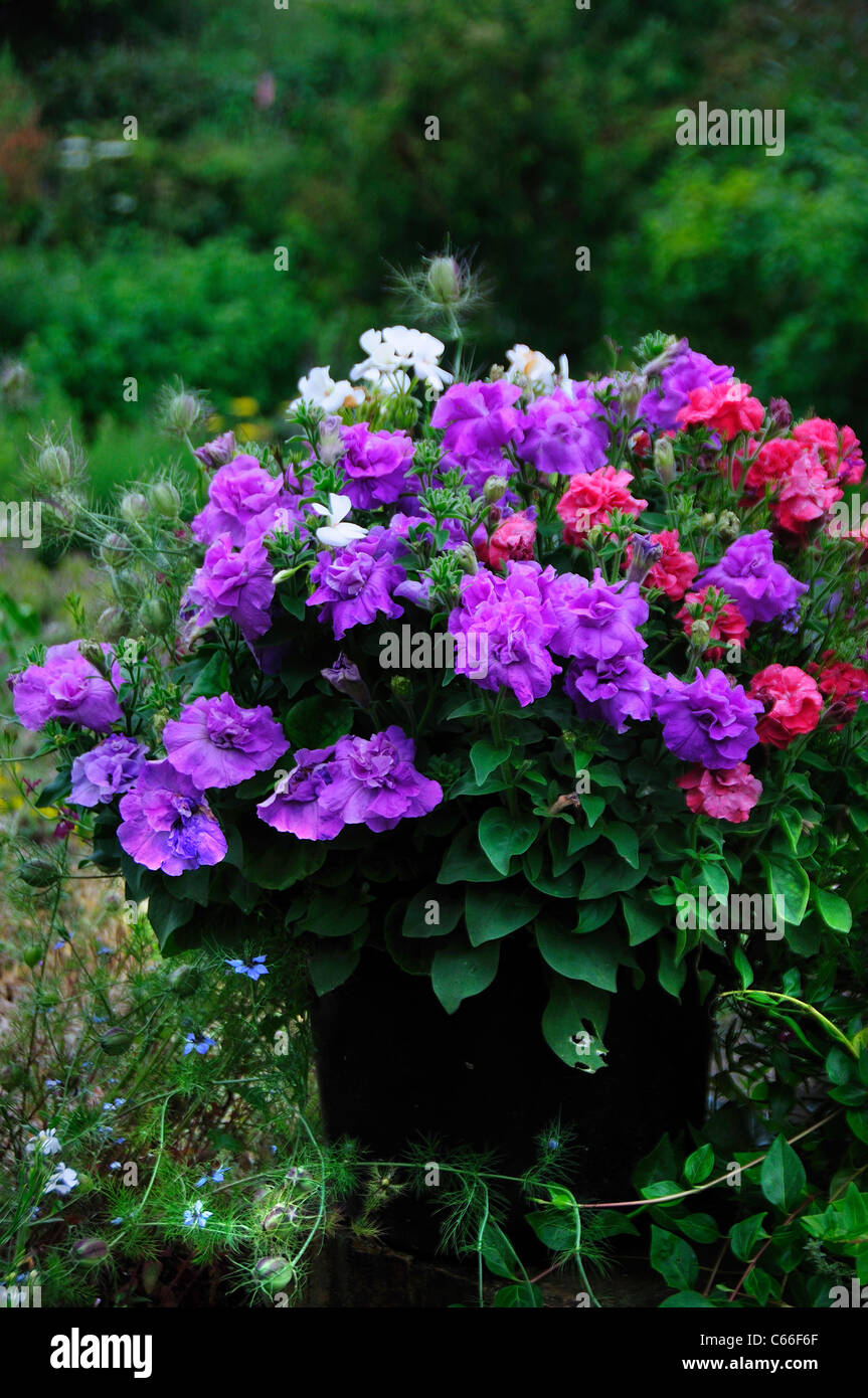 Un affichage coloré de pétunia dans un chalet jardin UK Banque D'Images