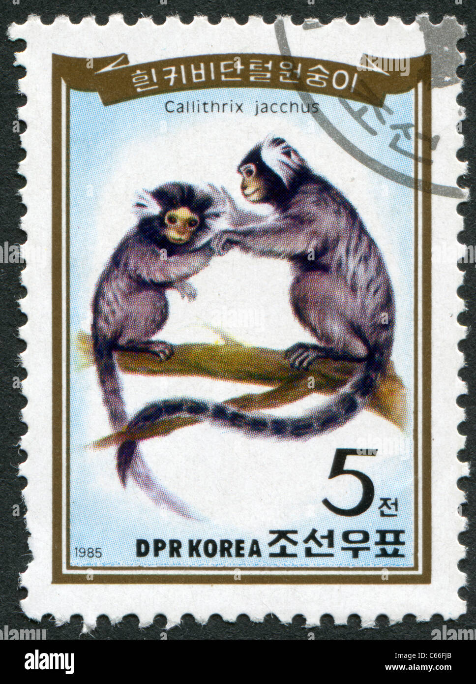 La CORÉE DU NORD - 1985 : timbre imprimé en Corée du Nord, présente le ouistiti commun (Callithrix jacchus) Banque D'Images