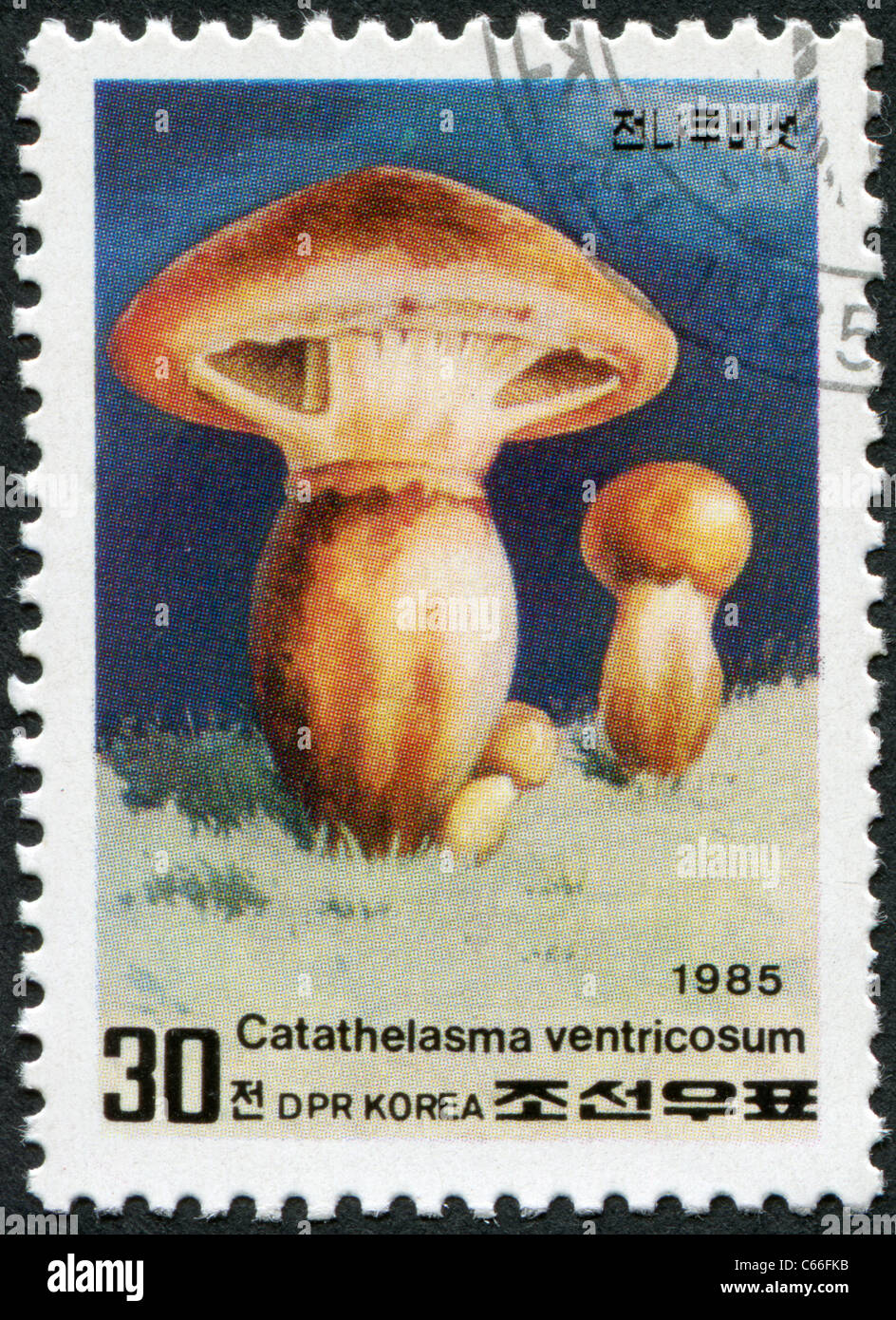 La CORÉE DU NORD - 1985 : timbre imprimé en Corée du Nord, montre un champignon Catathelasma ventricosum Banque D'Images