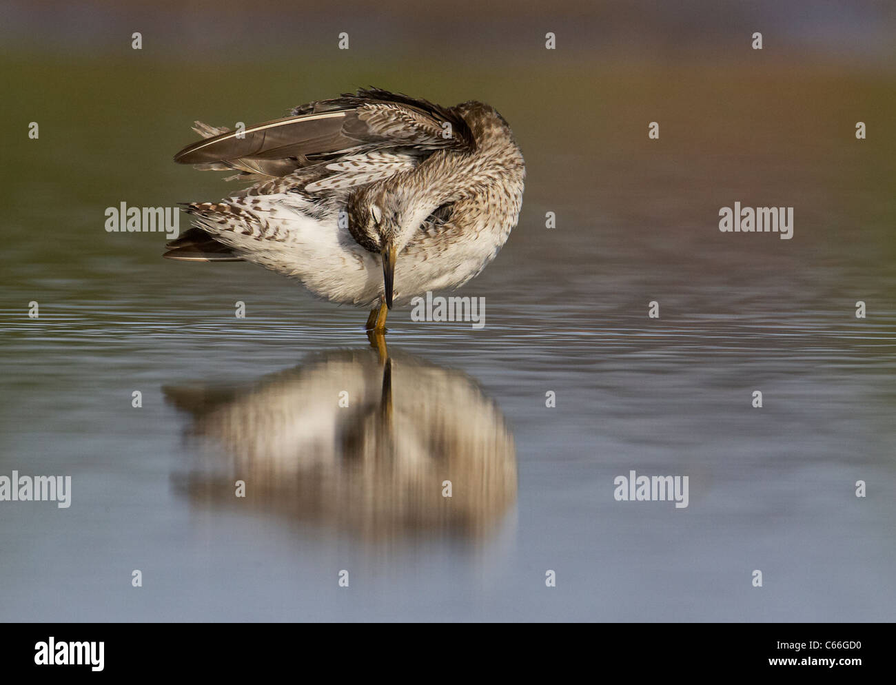Le chevalier sylvain (Tringa glareola). Comité permanent des mineurs dans l'eau peu profonde en se lissant. Banque D'Images