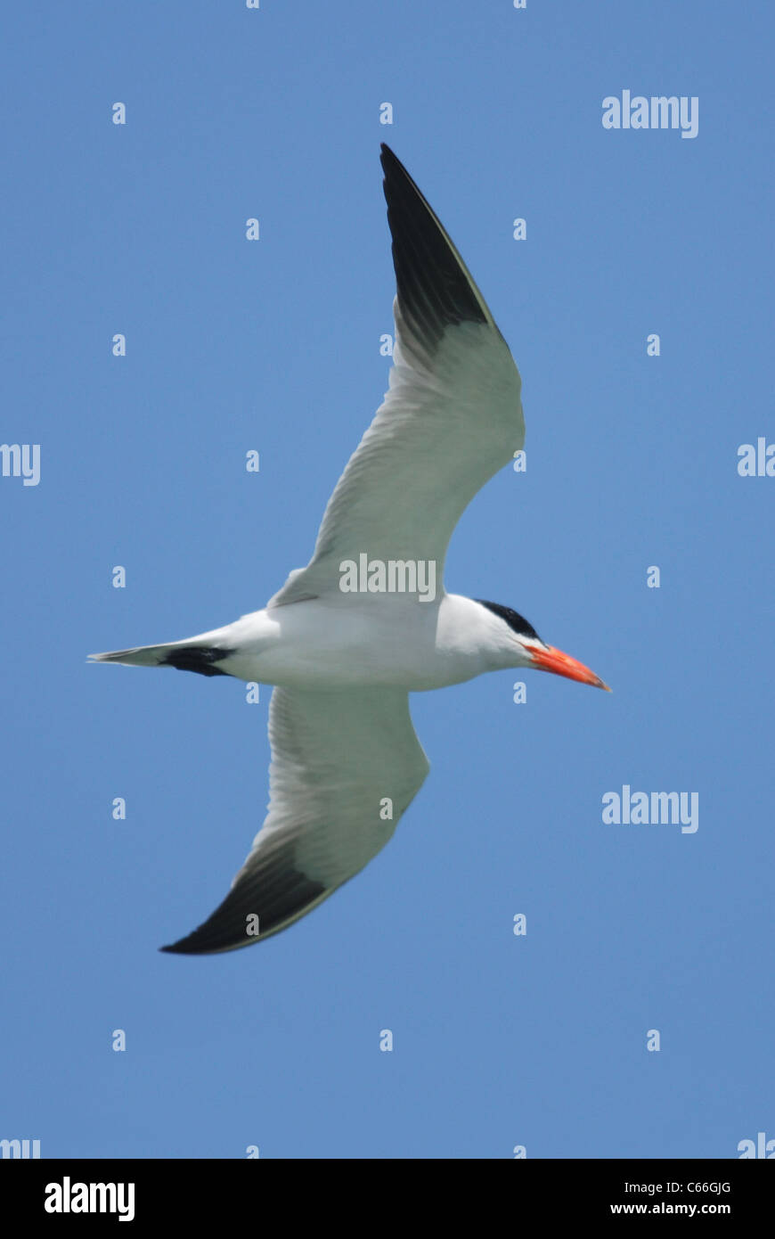 Une sterne caspienne (Sterna caspia) volant passé Plage Tanji, Gambie, Afrique Banque D'Images