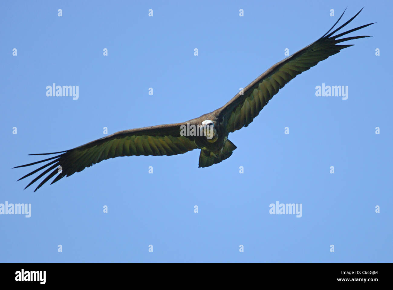 Hooded Vulture (Necrosyrtes monachus) battant en Gambie Banque D'Images