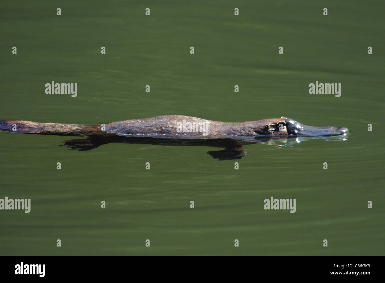 Ornithorynque (Ornithorhynchus anatinus) natation Banque D'Images